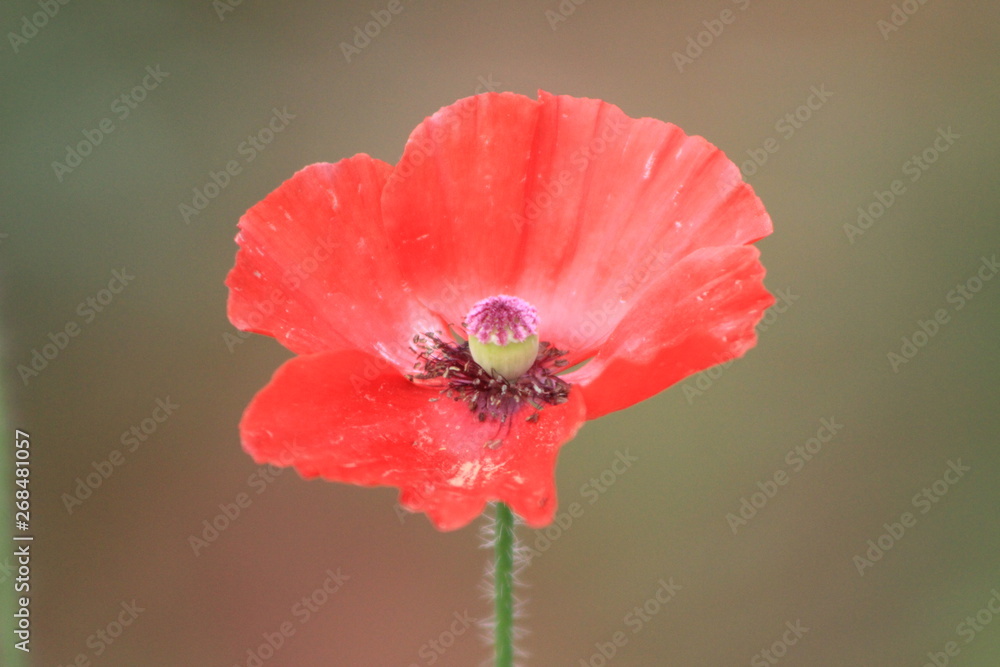 red poppy red poppy