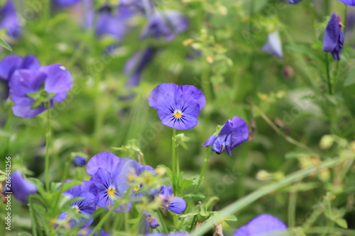 flower in garden