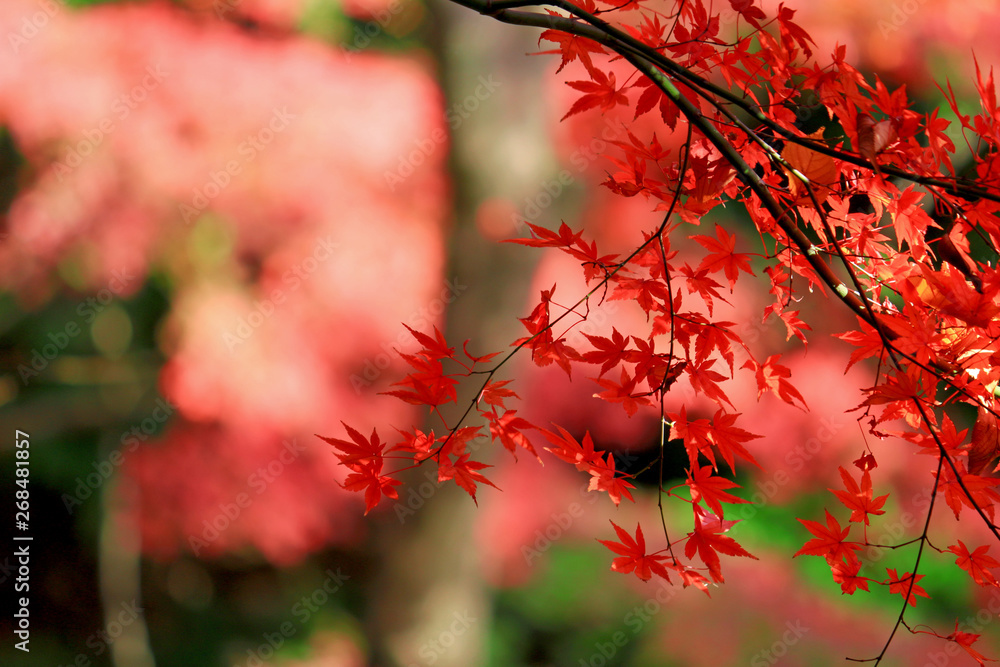 Japanese maple scene that turned red in autumn Japanese maple scene that turned red in autumn