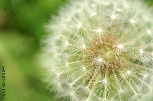 macrophotography of a seed head of a dandelion in meadow
