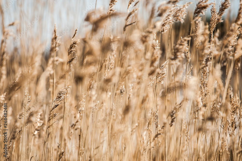 Fototapeta premium A field of reeds waving in the wind.