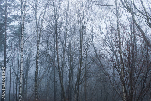 A grey, foggy and mystical forest.