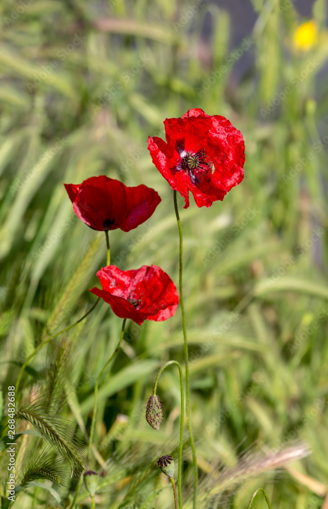 The red poppy (Papaver rhoeas) with buds in the sunlight The red poppy (Papaver rhoeas) with buds in the sunlight
