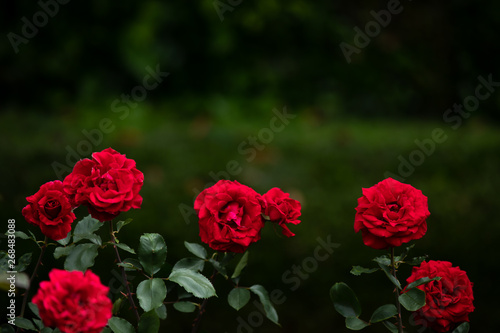 Wallpaper Mural 薔薇セブン Torontodigital.ca