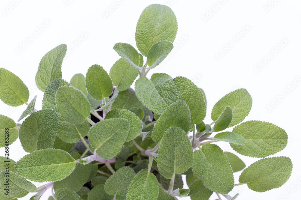 Salvia herb isolated on white background. Top view. Flat lay pattern. Salvia herb isolated on white background. Top view. Flat lay pattern.