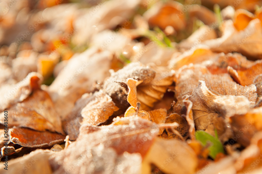 Leaves in the sun lying in the grass. Leaves in the sun lying in the grass.