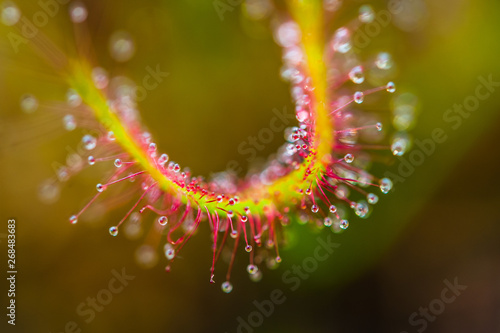 Cape Sundew, Drosera capensis, is a carnivorous species of perennial sundew. photo