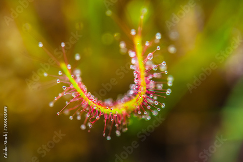 Cape Sundew, Drosera capensis, is a carnivorous species of perennial sundew. photo