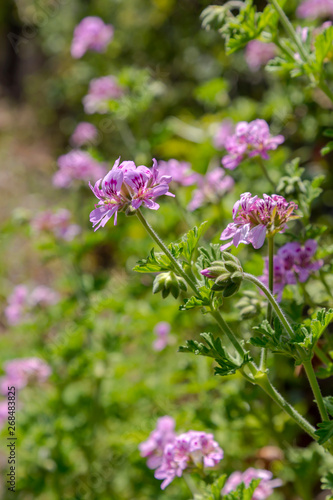 Ornamental plant  Pelargonium graveolens  with lilac flowers grows in the garden