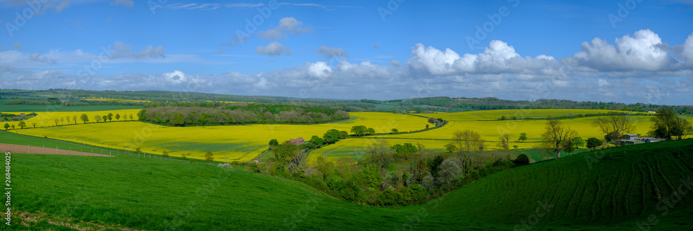 Stitched panorama of the Hambledon valley in spring with rapeseed fields in full bloom