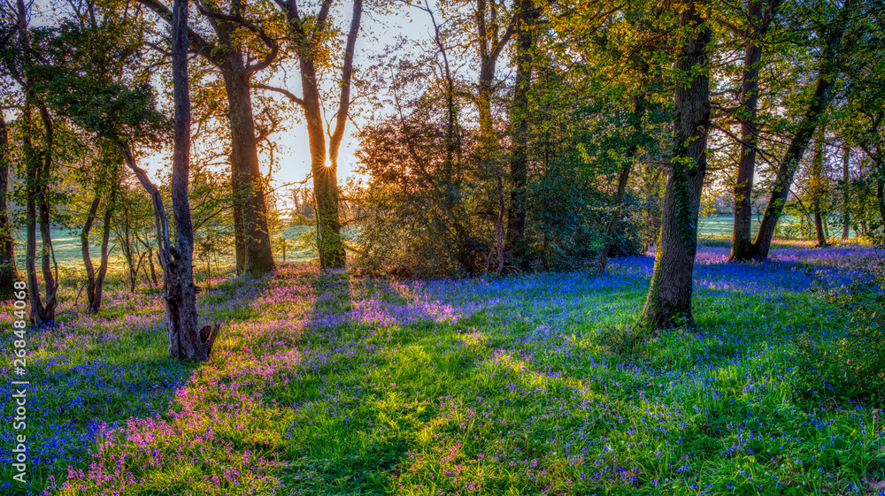 Sunrise in a bluebell wood, Hambledon, Hampshire, UKf - obrazy, fototapety, plakaty 