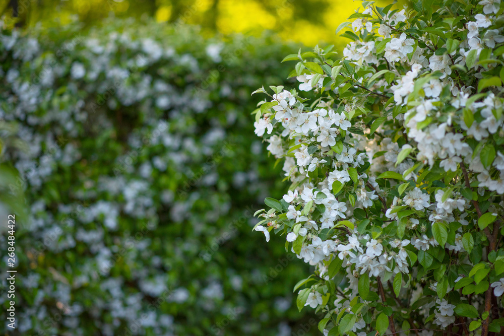 Jasmine blossoms in the Park with white flowers Jasmine blossoms in the Park with white flowers