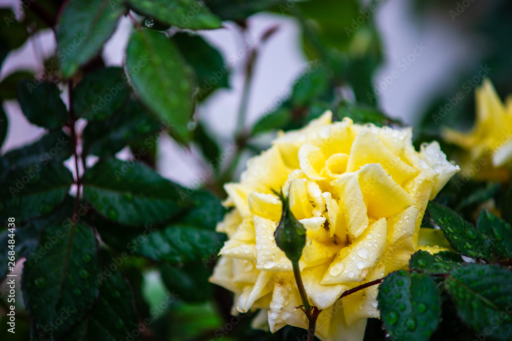 Blooming yellow rose Blooming yellow rose