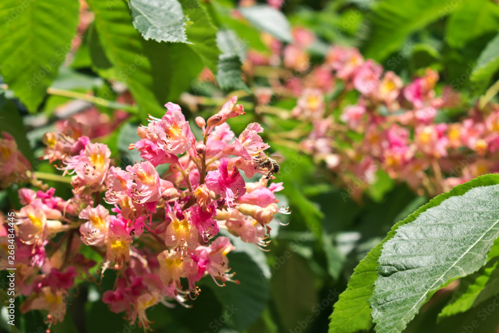 Pink horse chestnut flowers with a flying bee Pink horse chestnut flowers with a flying bee