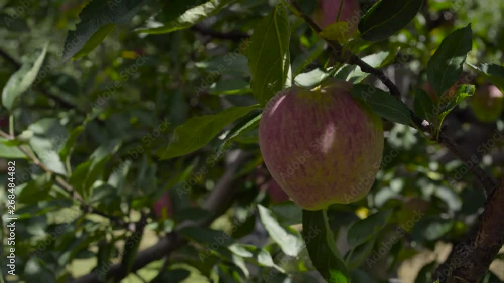 Beautiful Red apples in Apple Orchard in Himalayas. Himalayas Apple. Uttarakhand Apple. Upper Himalayas Apple.India Apples.Apples Blooming trees. Beautiful Red apples in Apple Orchard in Himalayas. Himalayas Apple. Uttarakhand Apple. Upper Himalayas Apple.India Apples.Apples Blooming trees.