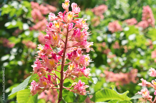 Pink horse chestnut flowers with a flying bee