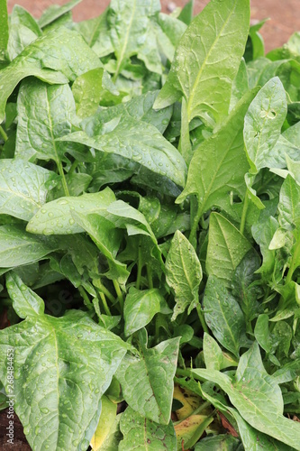 Wallpaper Mural 栄養価が高い・ホウレンソウ Torontodigital.ca