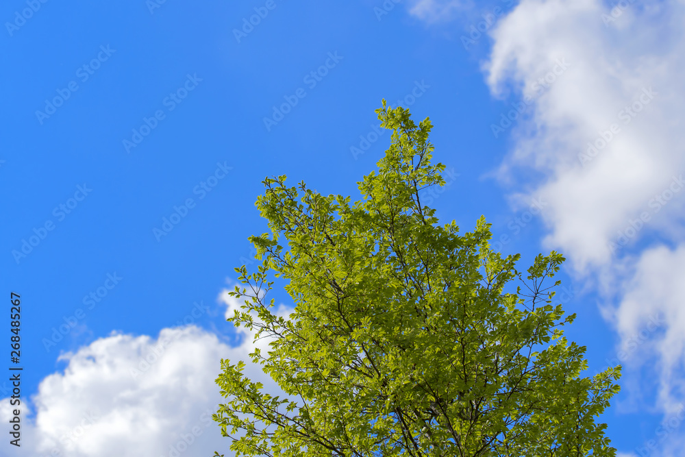 新緑エコイメージ 新緑と青空に雲 新緑エコイメージ 新緑と青空に雲