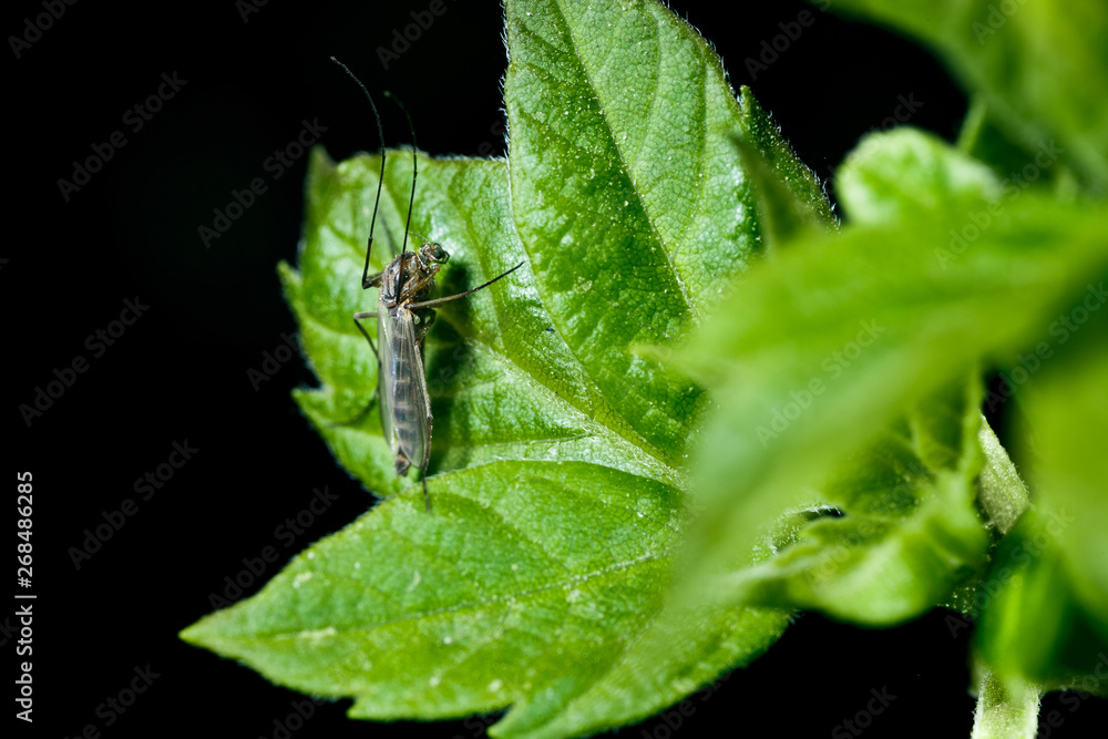 Mosquito on a leaf.