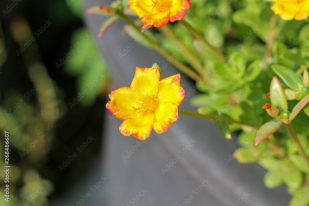Flower Portulaca oleracea Blossoming in the morning sun in the summer of Thailand