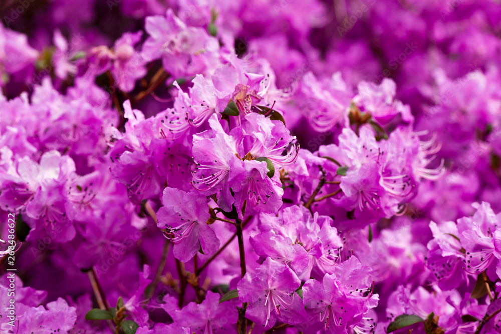 Active flowering of rhododendron in early spring