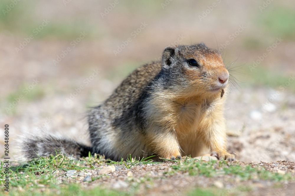 A Columbian Ground Squirrel (Urocitellus columbianus) looks for food near his home in the grass. A Columbian Ground Squirrel (Urocitellus columbianus) looks for food near his home in the grass.
