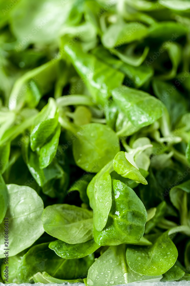 Juicy green spinach in a transparent container. Juicy green spinach in a transparent container.