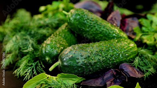 Fresh green cucumbers with dill  basil. Fresh vegetables