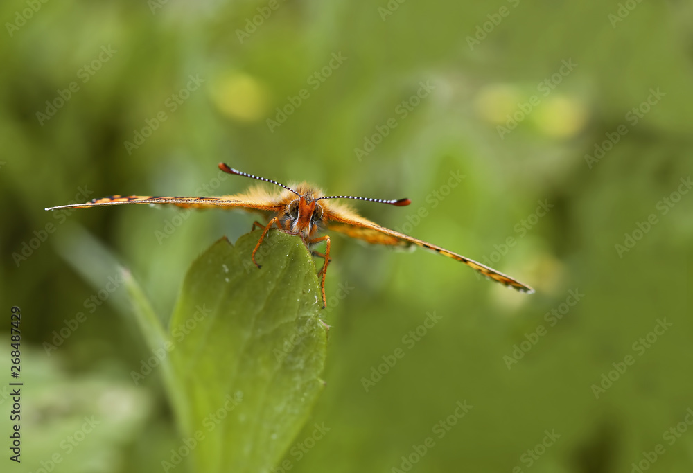 Nazuğum butterfly ; Euphydryas aurinia Nazuğum butterfly ; Euphydryas aurinia