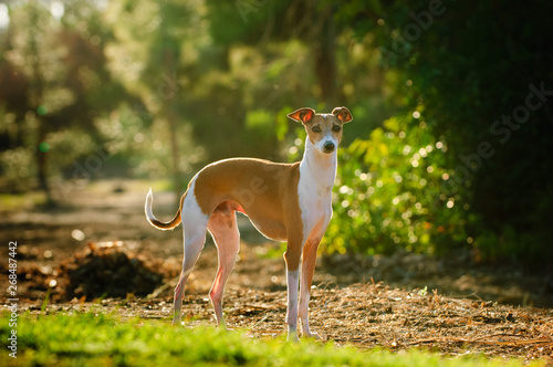 Italian Greyhound dog standing in park photo