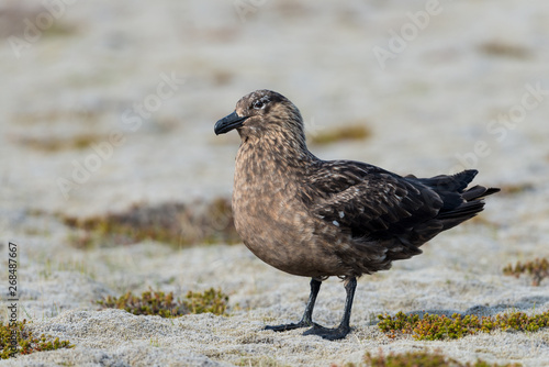 Great Skua on land at Iceland