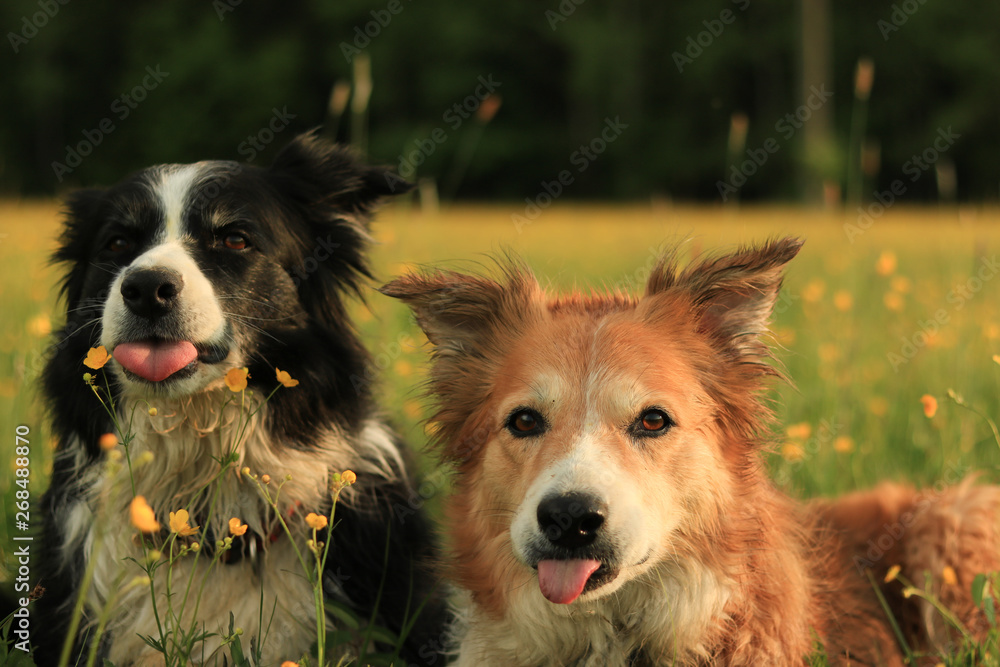 playing border collies in the meadow with flowers at sunset playing border collies in the meadow with flowers at sunset