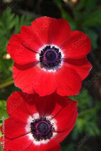 bright red poppy flower isolated on dark  top view