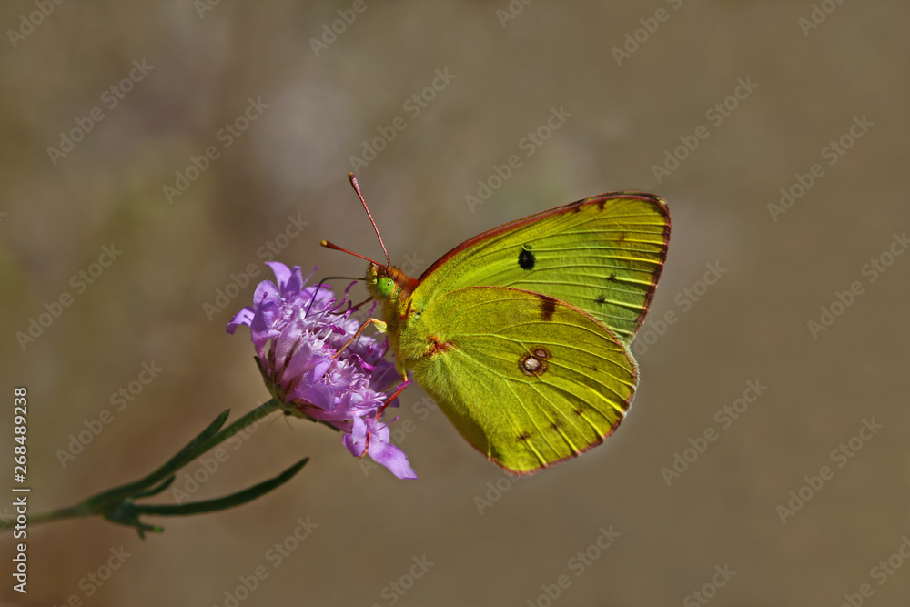 yellow perspiration butterfly ; Colias crocea yellow perspiration butterfly ; Colias crocea