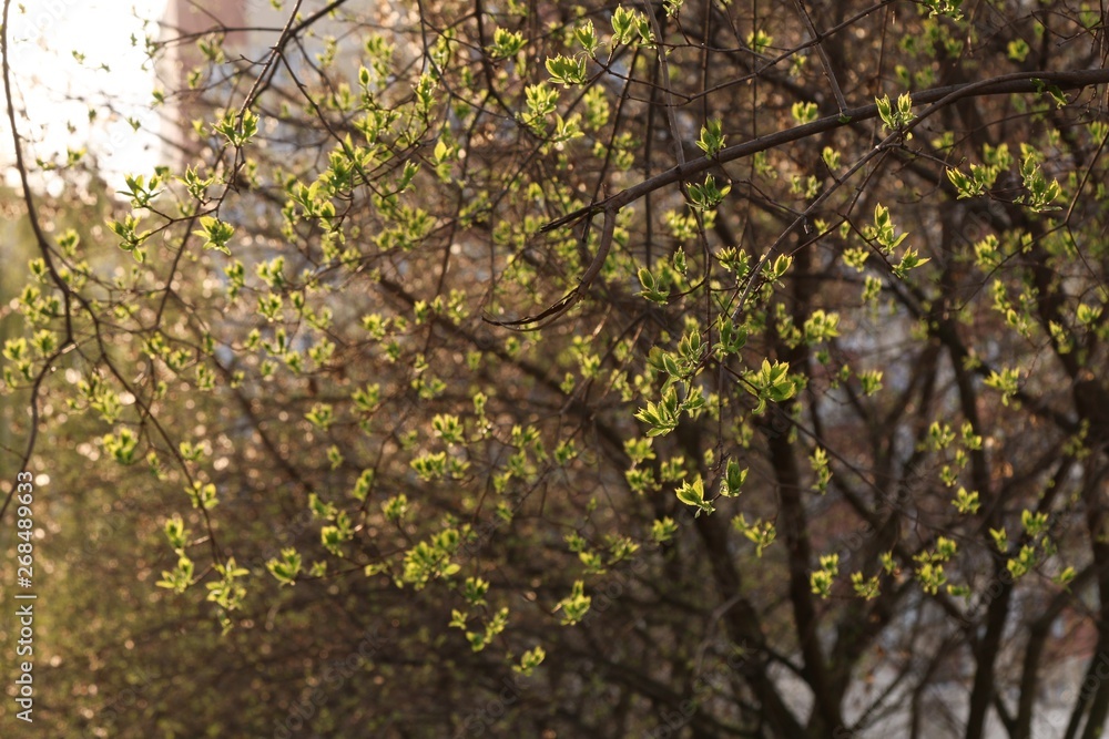 Fototapeta premium Spring trees
