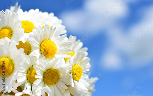 Bunch of White Daisy flowers on blue sky background close up. Spring Daisy flowers wallpaper.