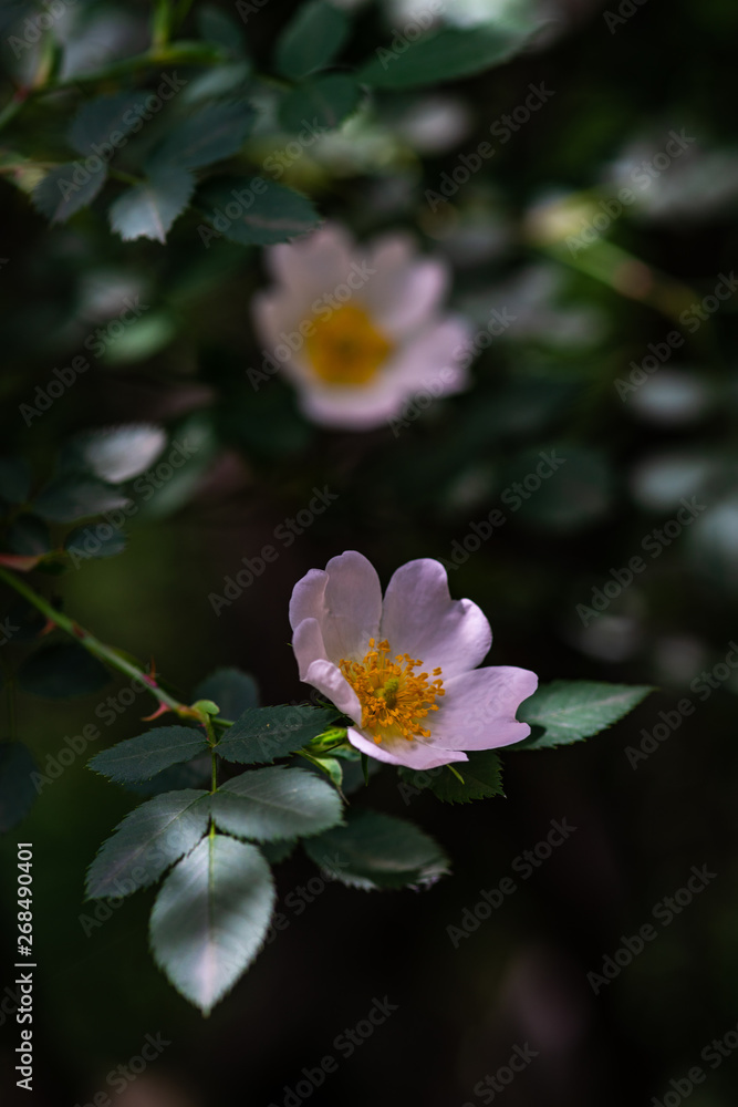 Obraz premium Close up of wild dog rose flowers