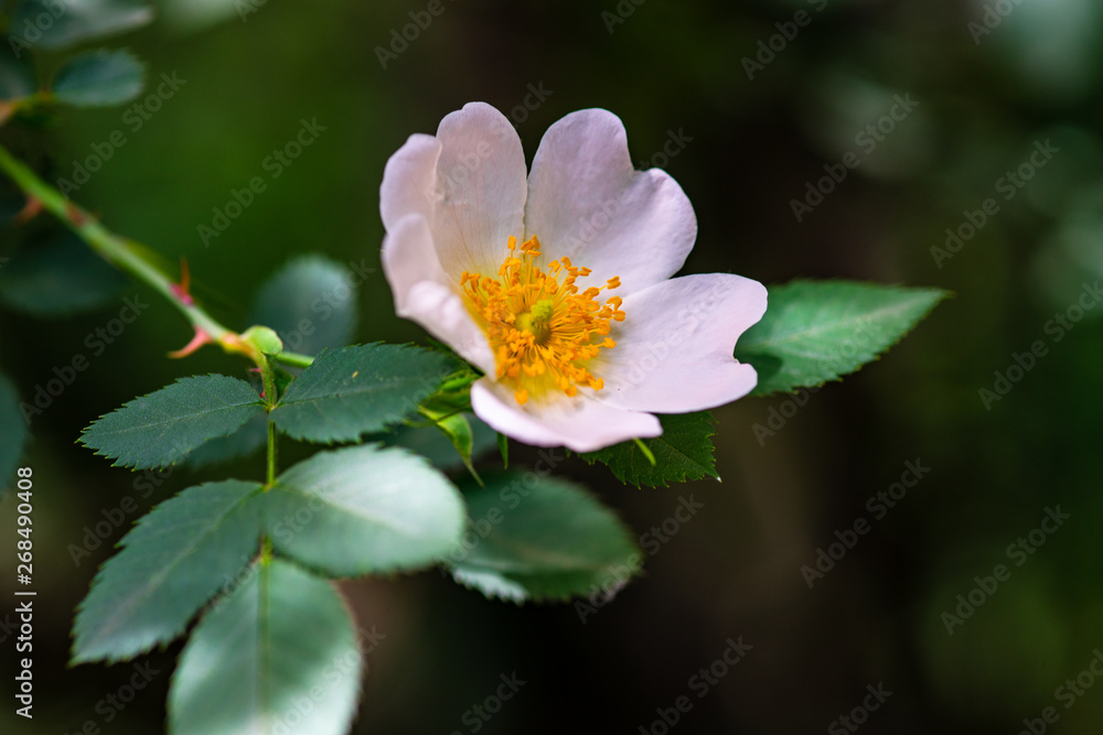 Close up of wild dog rose flowers Close up of wild dog rose flowers