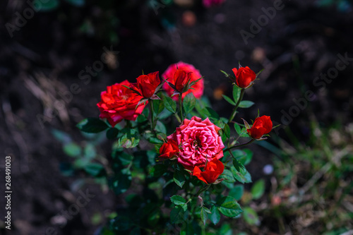 Blooming rose in a garden