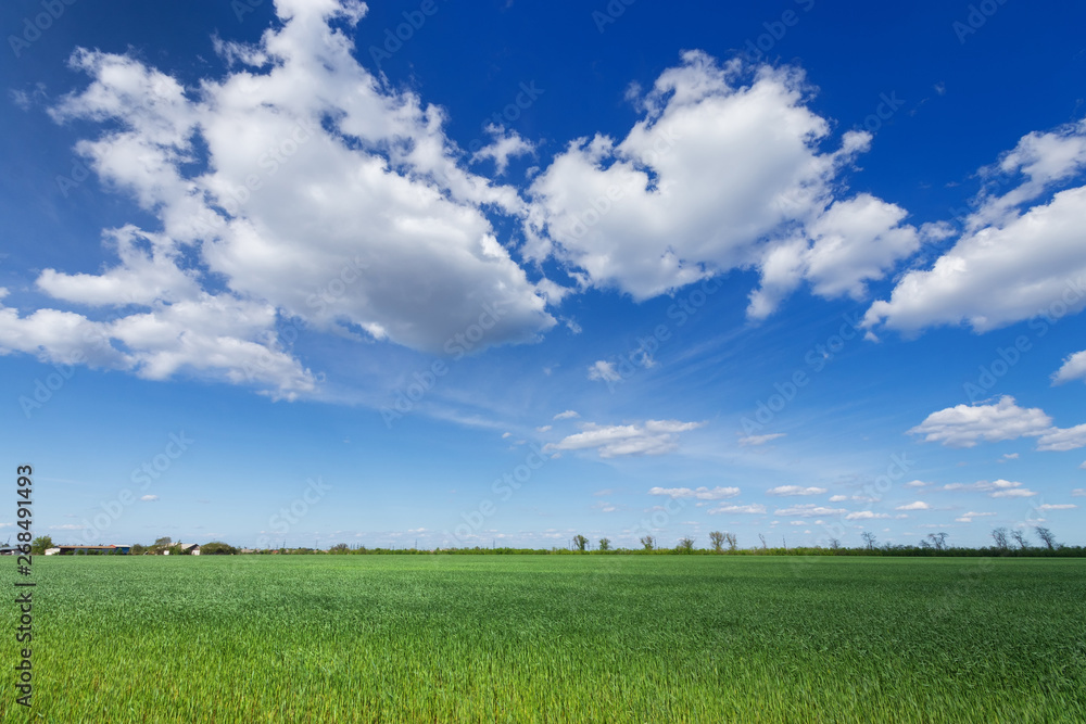 green young wheat field / bright Sunny day agriculture green young wheat field / bright Sunny day agriculture