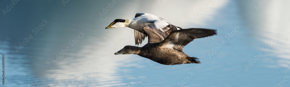 Couple common eider seaduck on the waters of Jokusarlon glaciar lake Couple common eider seaduck on the waters of Jokusarlon glaciar lake