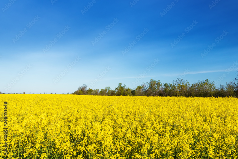 photo canola field / bright hot summer day landscape in nature photo canola field / bright hot summer day landscape in nature
