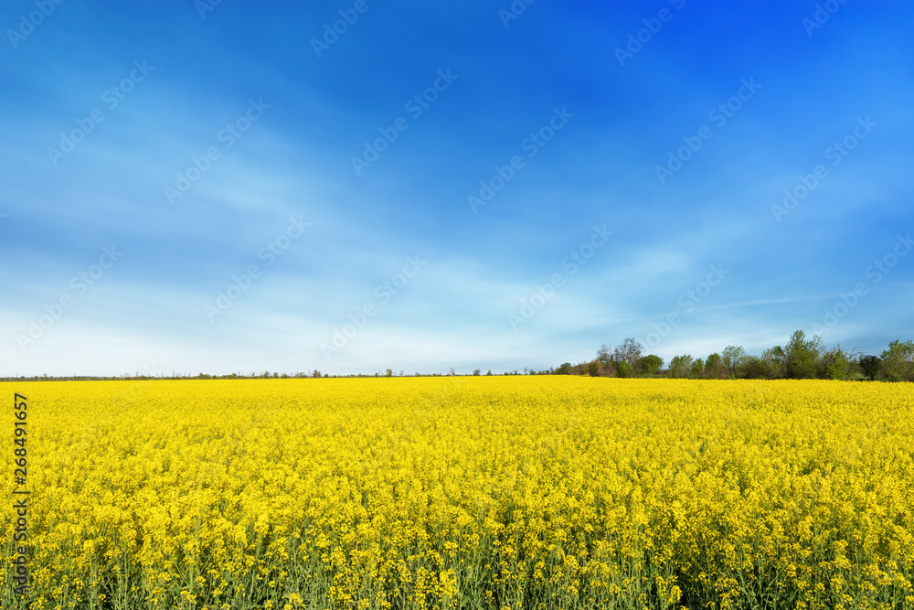 photo canola field / bright hot summer day landscape in nature