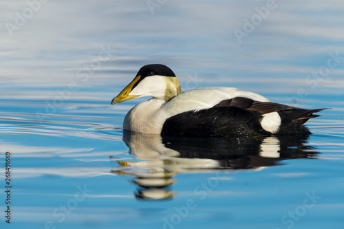 Photos Male common eider seaduck on the waters of Jokusarlon glaciar lake