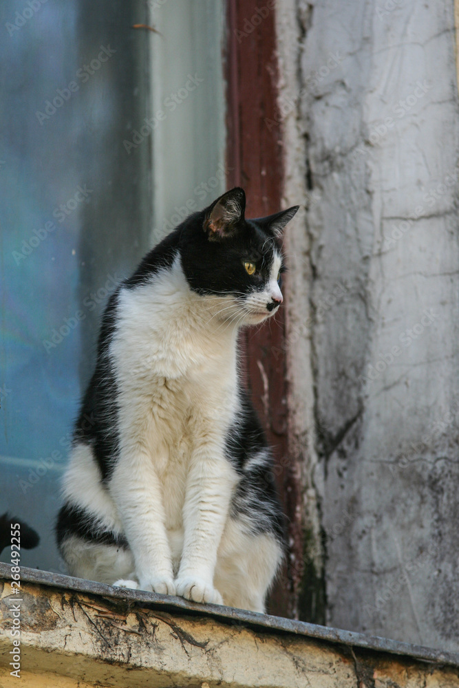2010.04.11, Moscow, Russia. Cute pets in the city. Black and white cat sitting on the window.