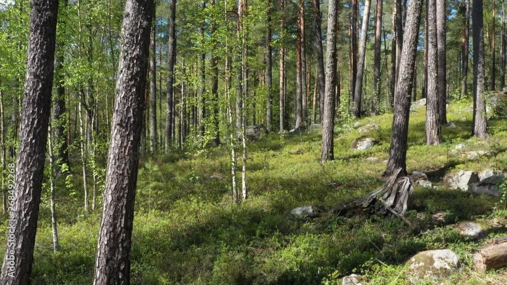 Summer Pine Forest In Sunny Day camera move up Summer Pine Forest In Sunny Day camera move up