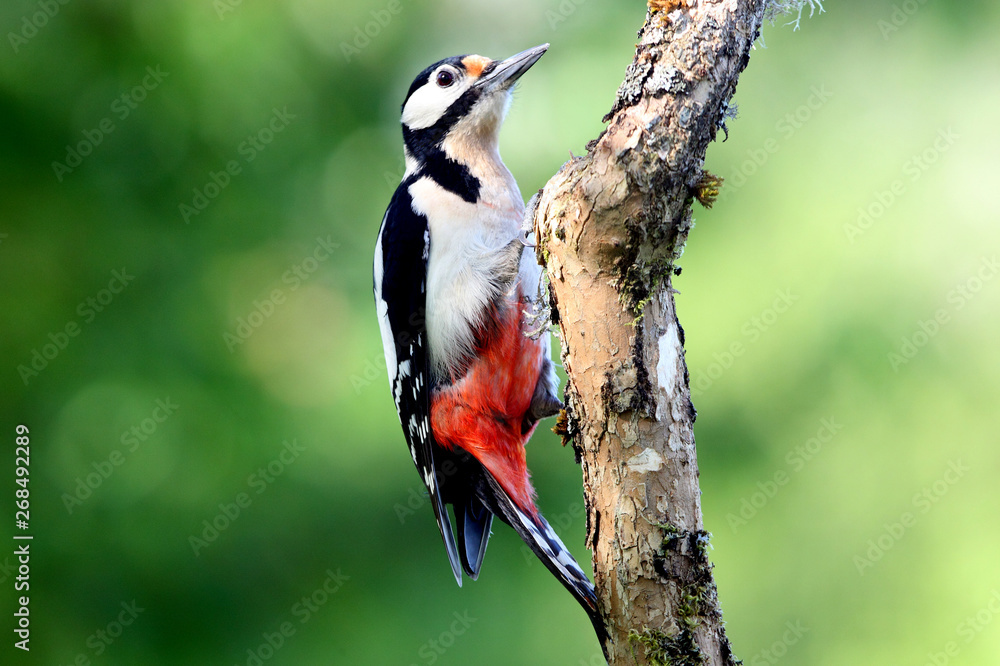 Great spotted woodpecker, Dendrocopos major Great spotted woodpecker, Dendrocopos major