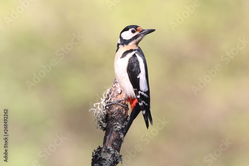 Great spotted woodpecker, Dendrocopos major © Jesus