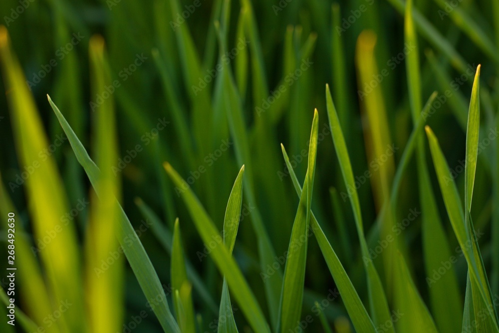 blades of grass from meadow with sun beam blades of grass from meadow with sun beam