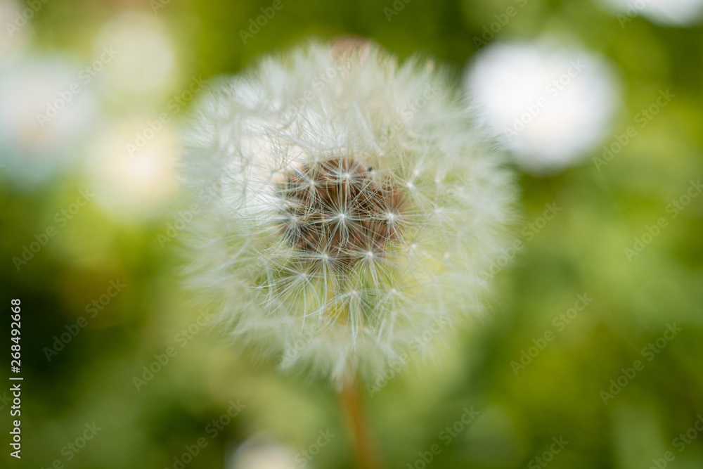 Obraz premium Close up dandelion in summer 